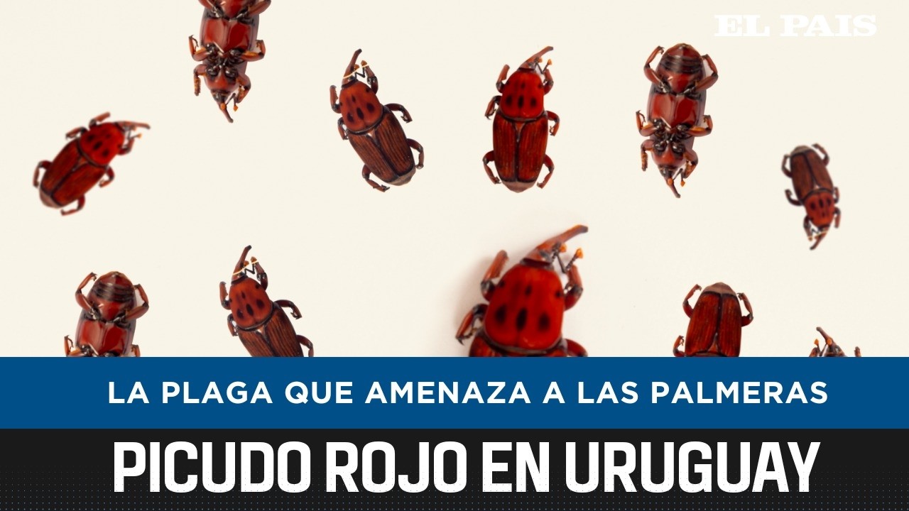 Plaga picudo rojo